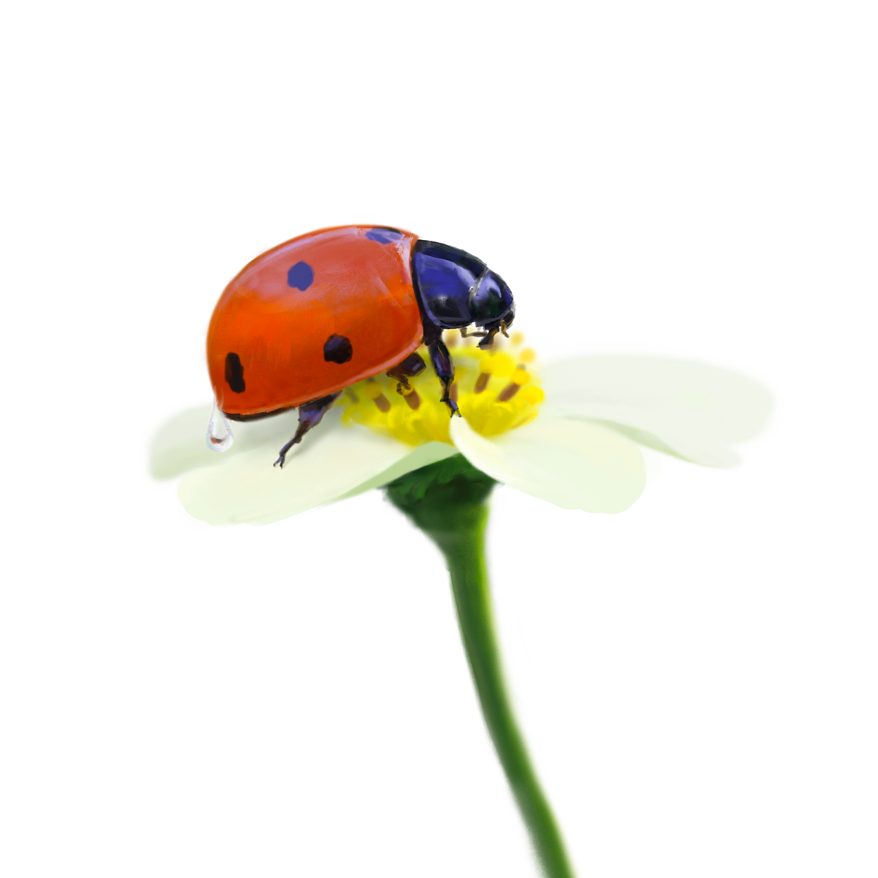 七星瓢虫|插画|创作习作|填肠的酒 - 原创作品 - 站酷 (zcool)