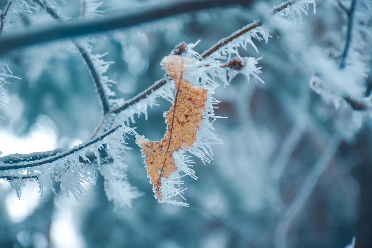 让我在雪地里再撒会儿野