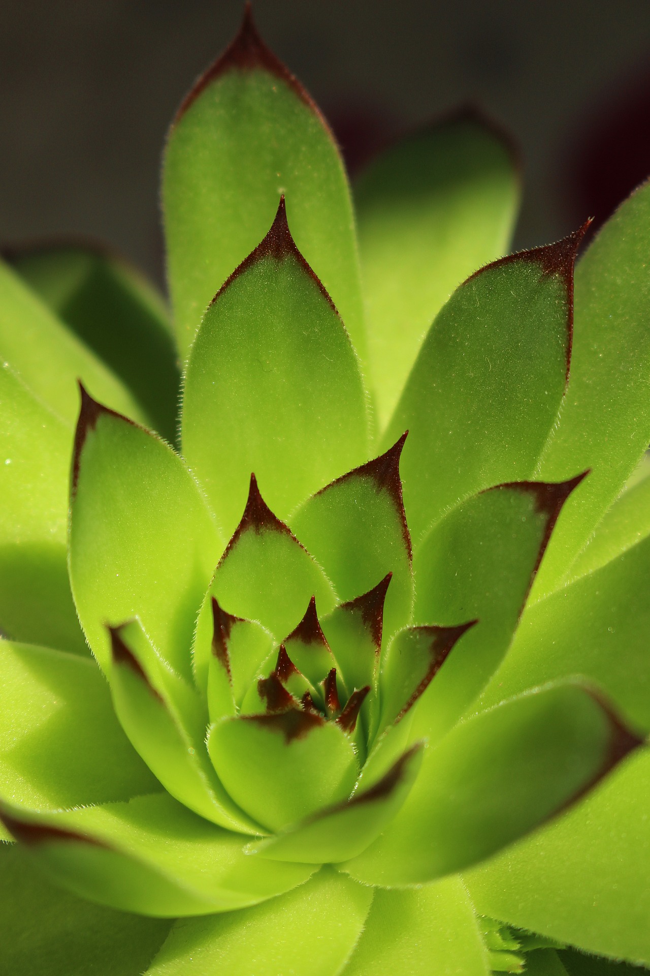 叶（图ZMjAzOTgwMjU2） - 产品摄影 - 站酷设计师ma675055787原创素材 - 站酷ZCOOL