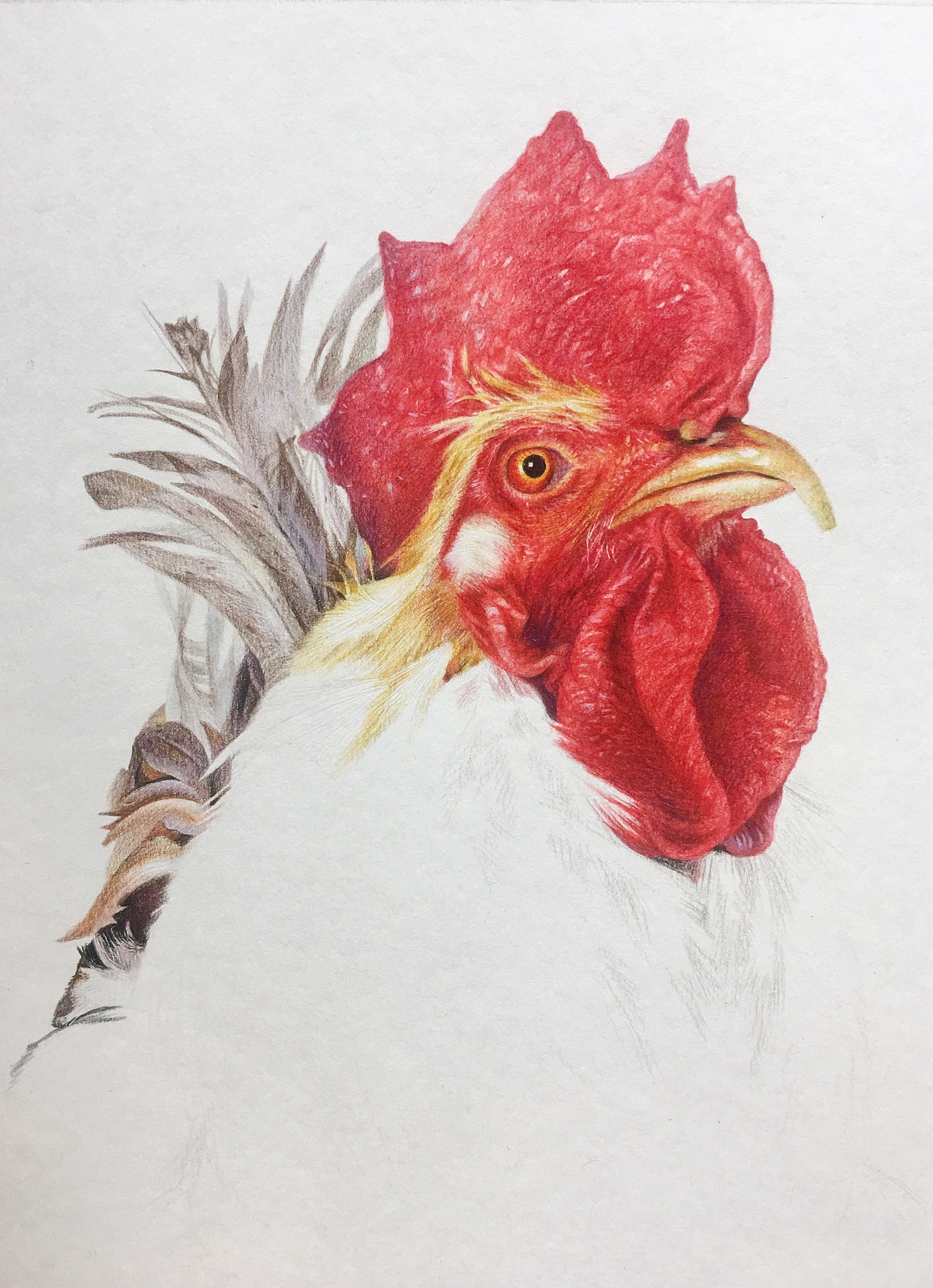 彩铅手绘公鸡