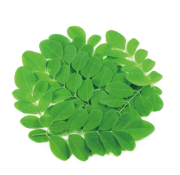 PNG作品 植物 绿叶 盆栽 花卉 芭蕉叶 芦荟 装饰元素（图ZMTc5MzI1Mzk2） - 其他 - 站酷设计师青柠味原创素材 - 站酷ZCOOL