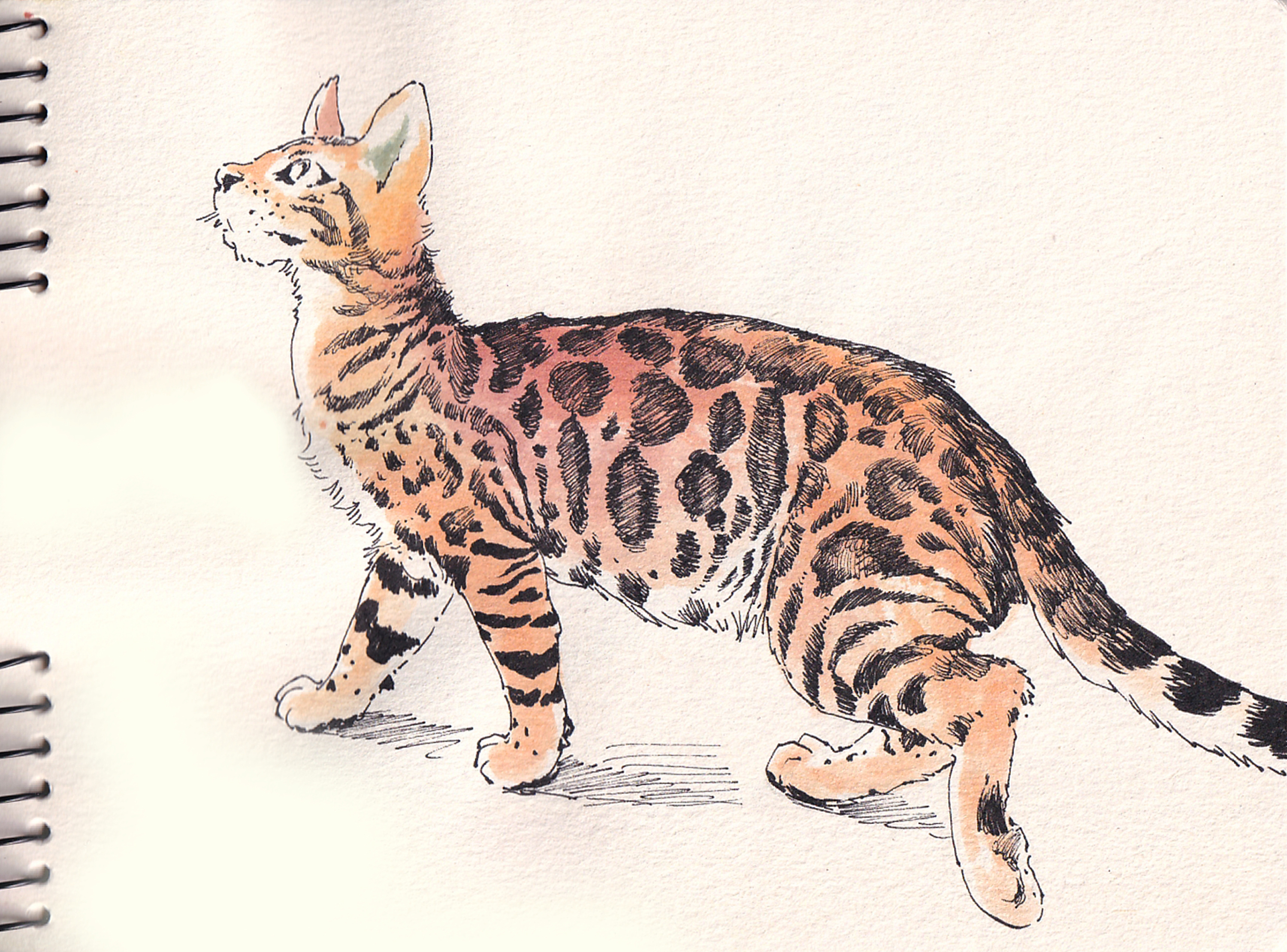 《animals·2020》新作 の 豹猫三画