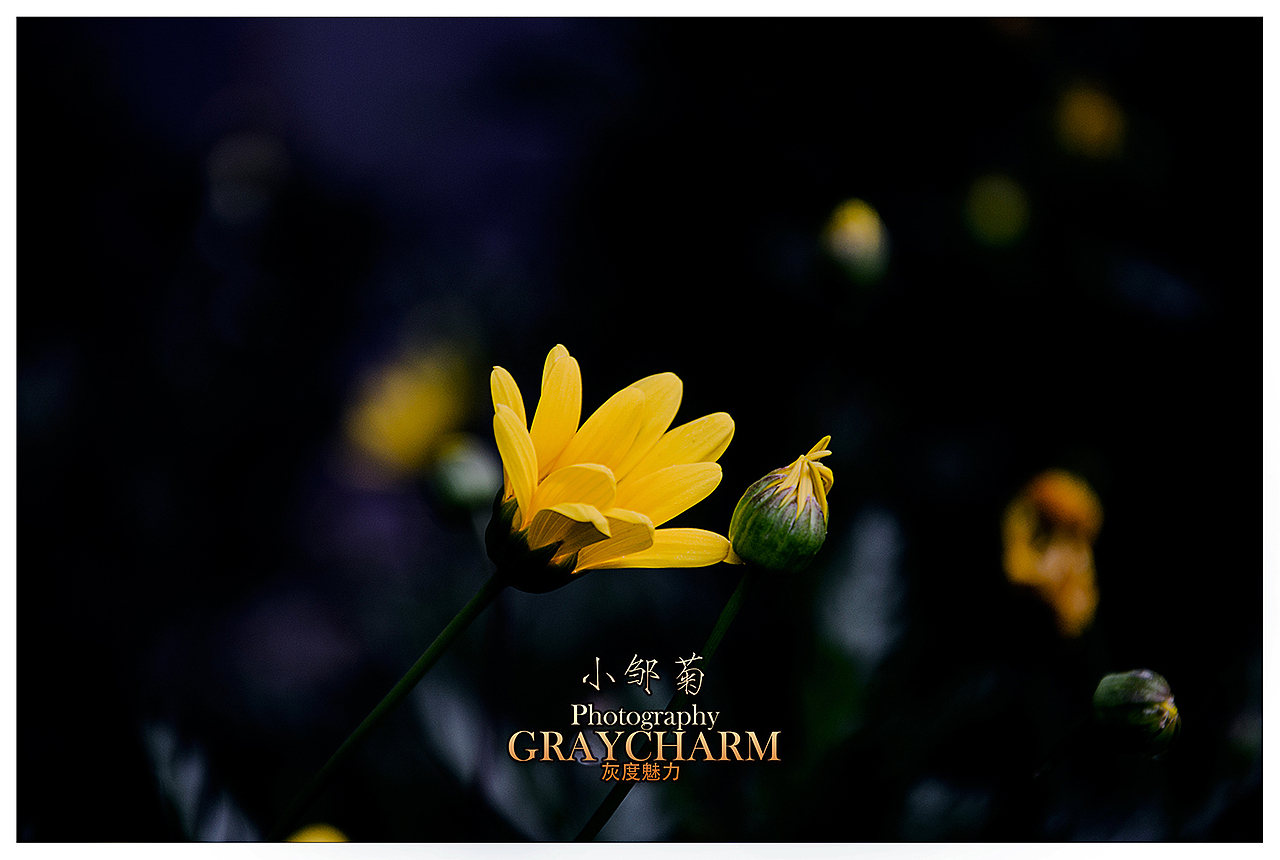 小邹菊（图ZMTQ4NTA5MTY=） - 产品摄影 - 站酷设计师王曜华原创素材 - 站酷ZCOOL