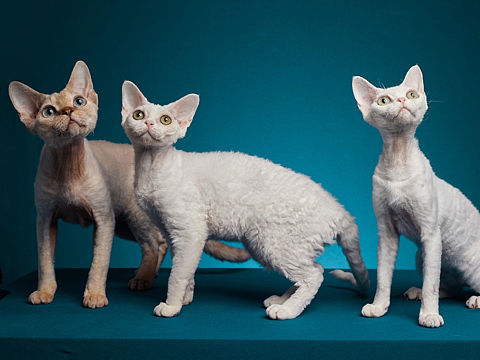 一组猫咪合影
