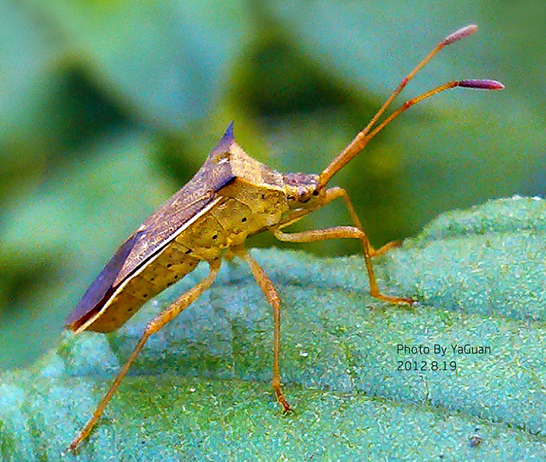 【手机拍摄习作】