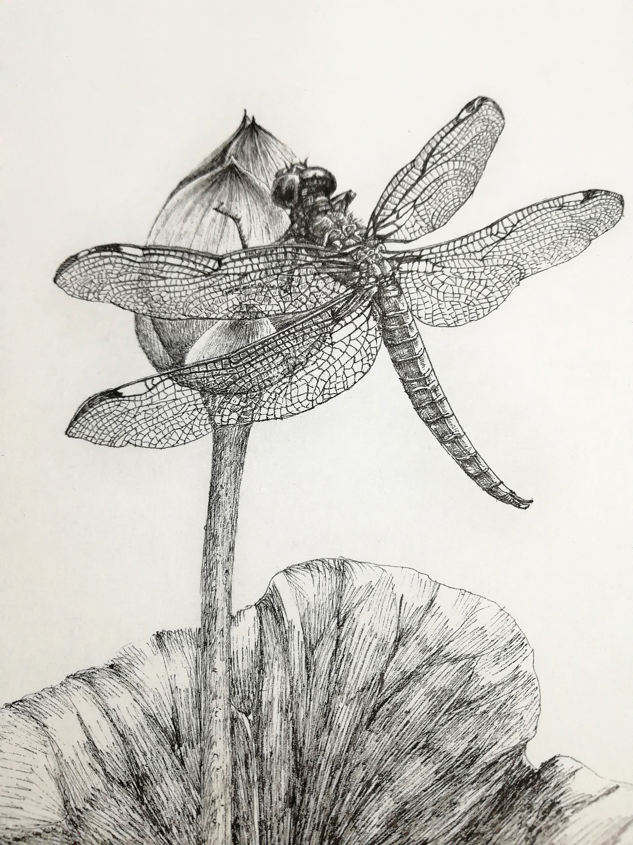 蜻蜓  透明超薄的翅膀是关键269303年前