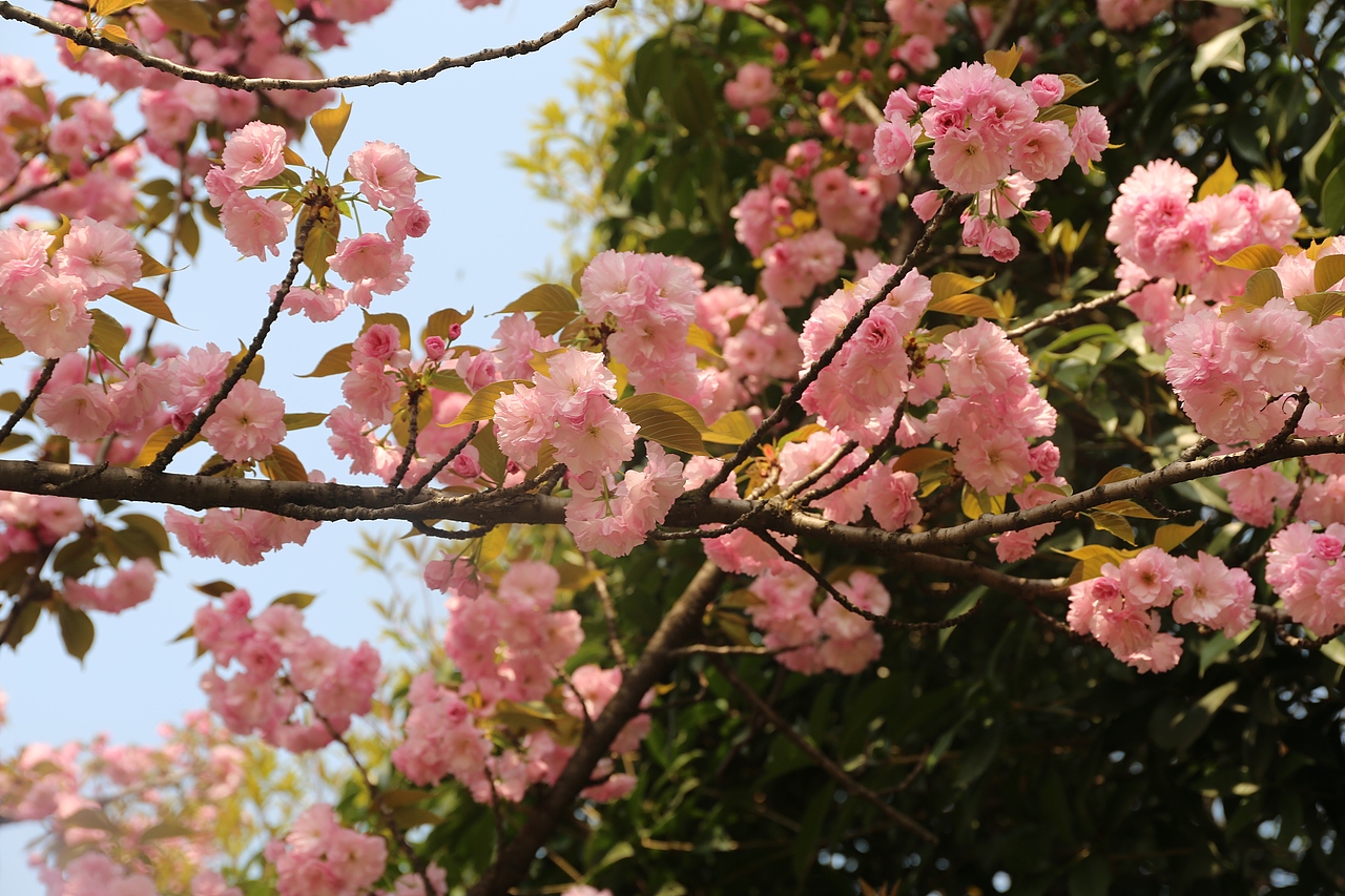 花都开好了（图ZMTEwMDAzMzgw） - 其他摄影 - 站酷设计师焉寐语原创素材 - 站酷ZCOOL