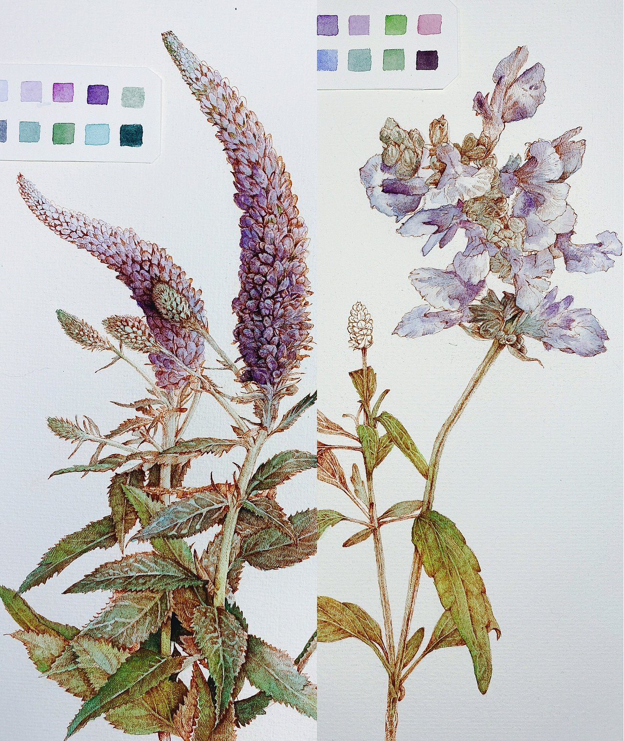 蘸水笔针管笔｜三种尾巴草（图ZMzc0NjQ2Mjgw） - 艺术插画 - 站酷设计师CatCastleDZ原创素材 - 站酷ZCOOL