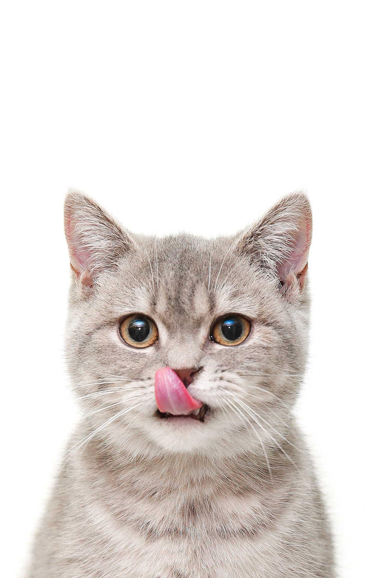 猫 が 舌 を 出し て - afrilao.com