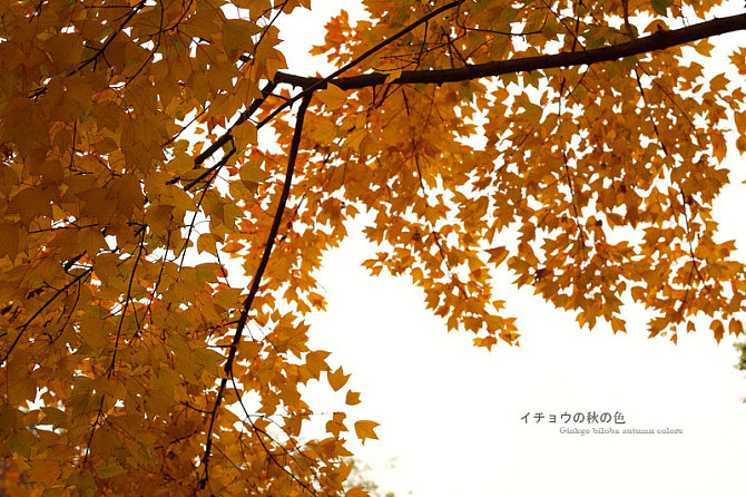 梧桐叶 _rozzer-站酷zcool