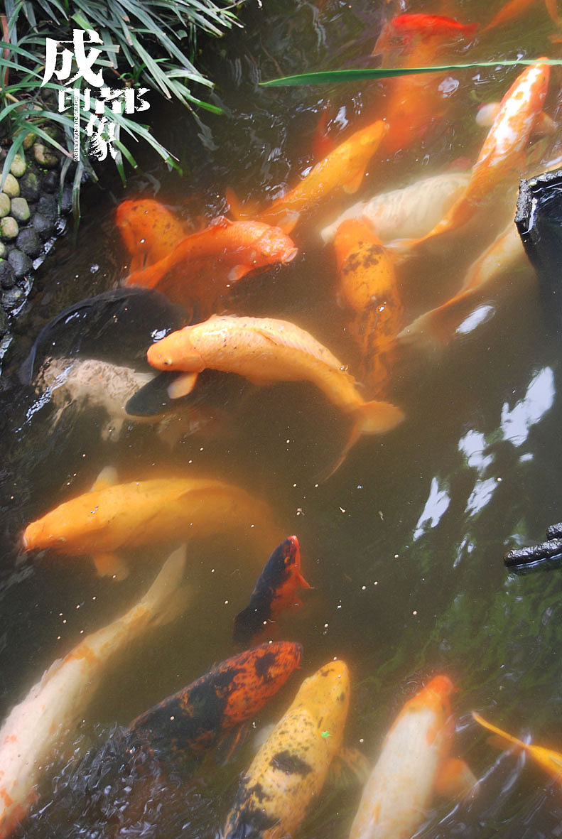 成都印象（1）原创（图ZMjM2OTMy） - 风光摄影 - 站酷设计师马强原创素材 - 站酷ZCOOL