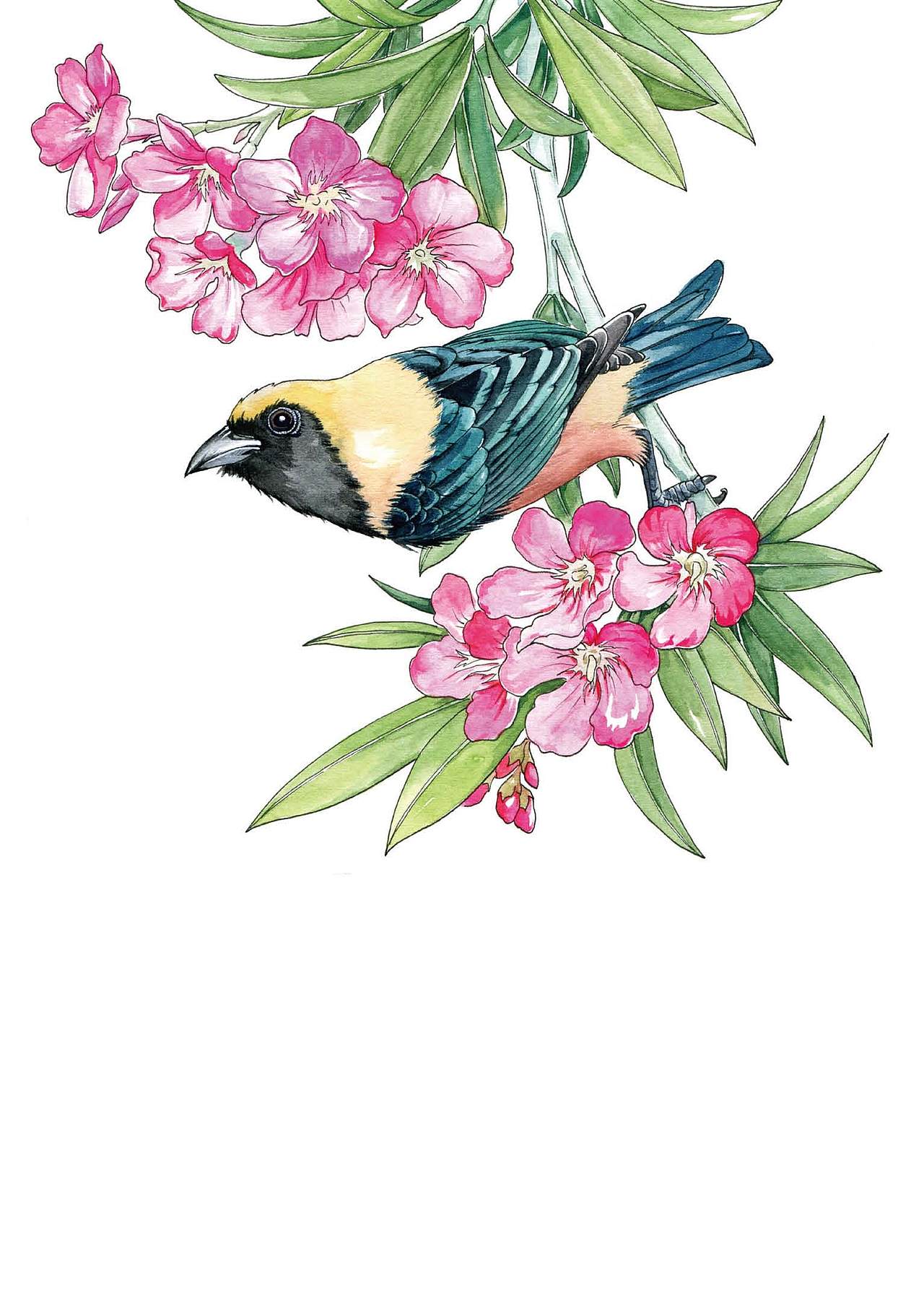 黑白花鸟集花鸟线描100例