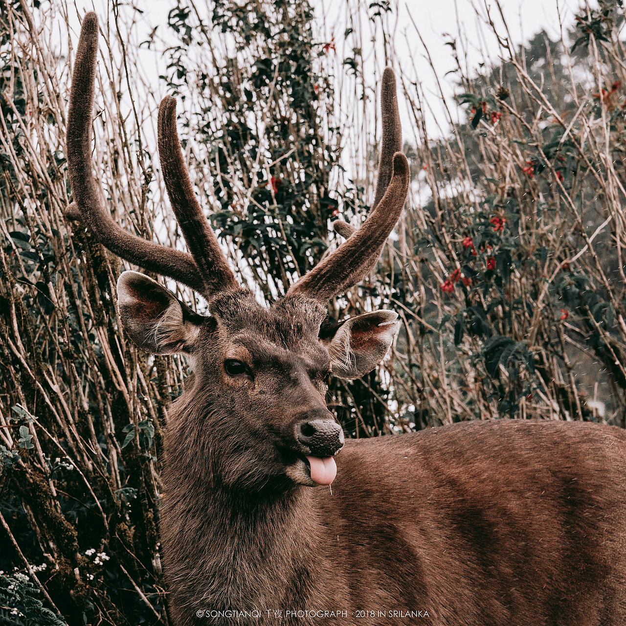 行走在印度洋上的眼泪——斯里兰卡°