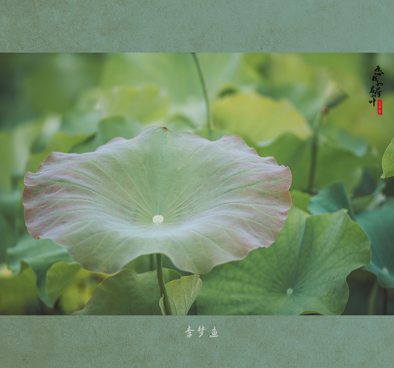 愿我如荷君如叶