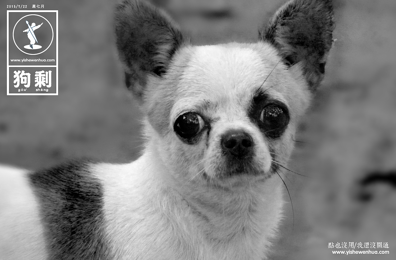 喵的公寓处分通告（图ZMzMwNDg3MDQ=） - 宠物摄影 - 站酷设计师HAOHAO设计原创素材 - 站酷ZCOOL