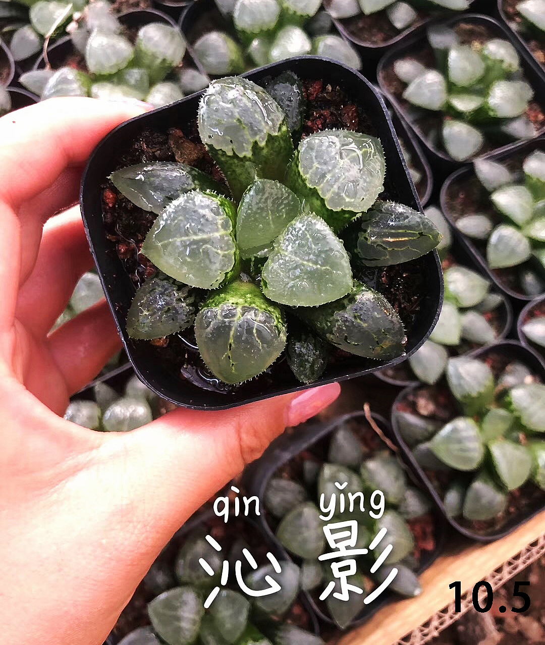 云南东南亚多肉绿植（图ZMTU1NDUxNDIw） - 产品摄影 - 站酷设计师绿植玩家原创素材 - 站酷ZCOOL