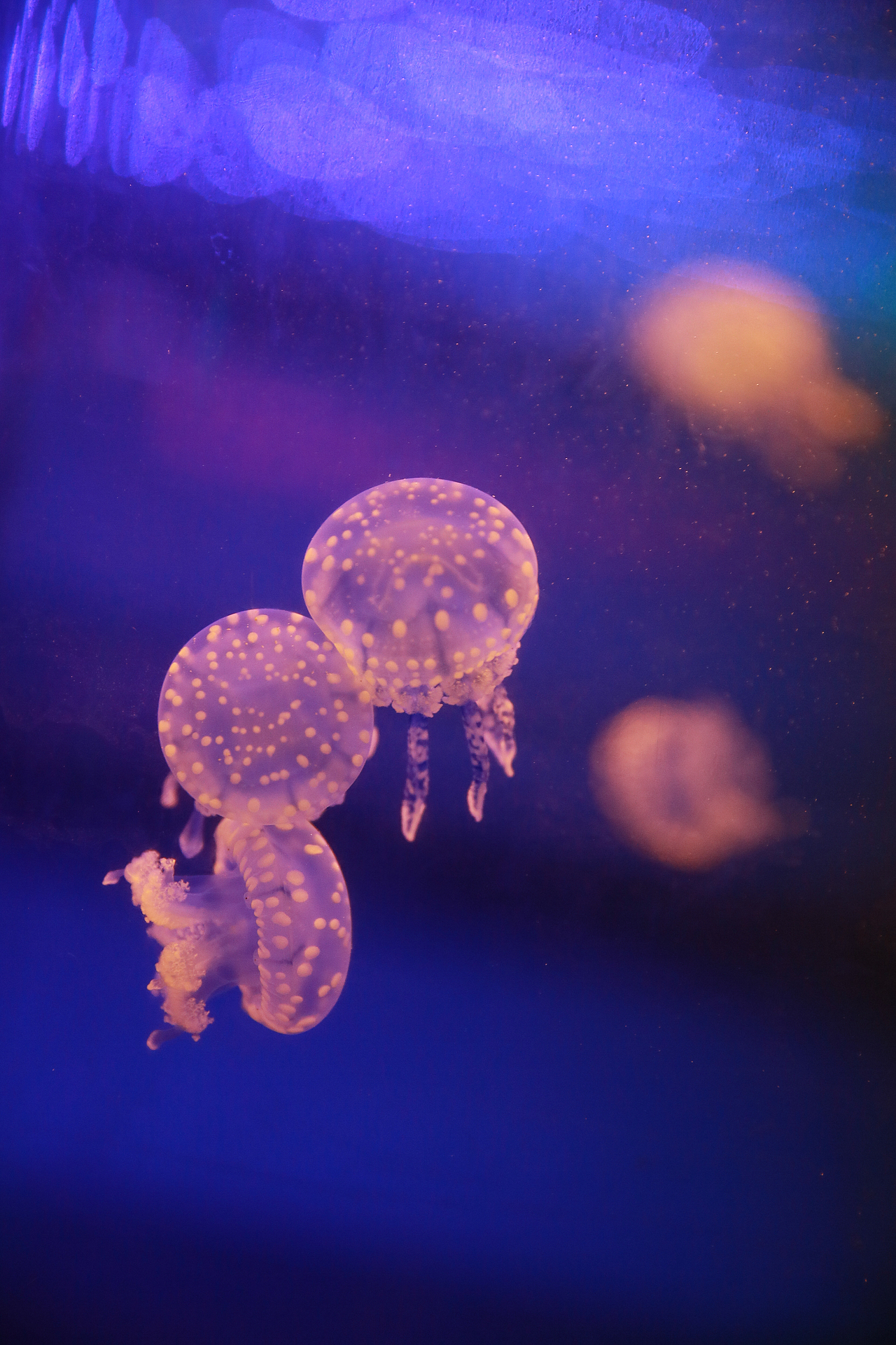 最萌物系列——水母