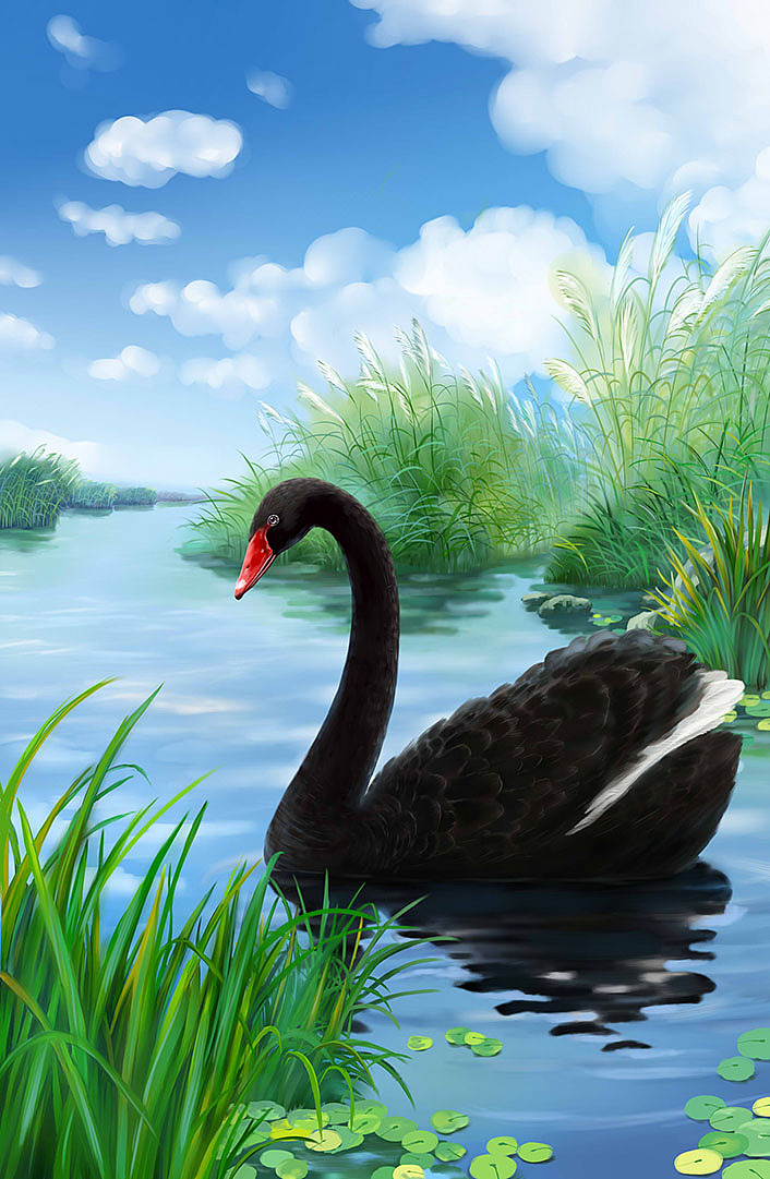 白天鹅 狼的世界 黑天鹅 狼王 涛仔插画 涛仔原创