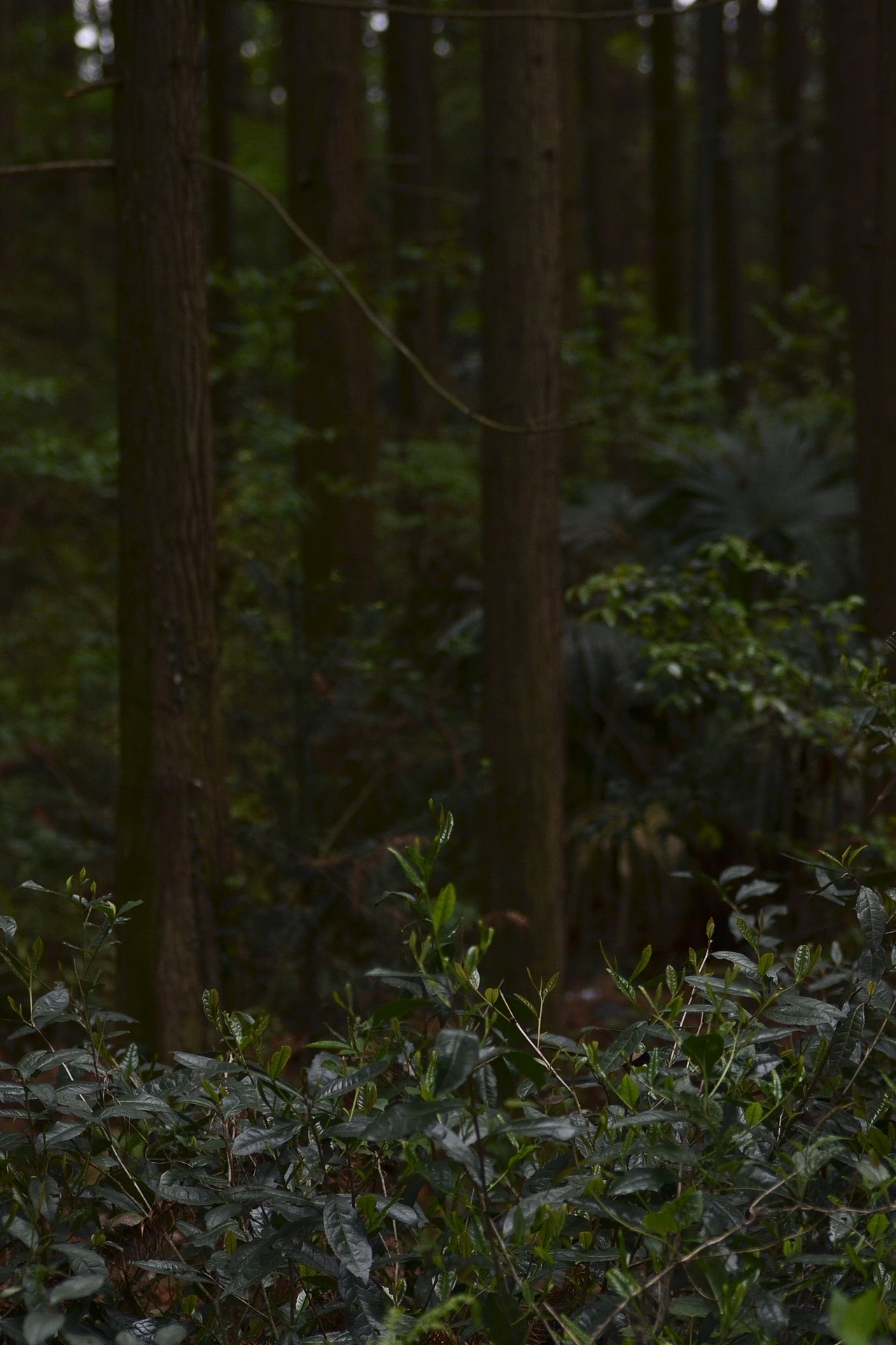 2018祁红野丛开采制作中