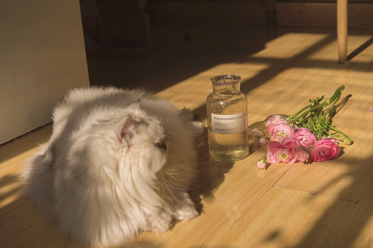 貓（圖ZMjM4OTc5MzIw） - 寵物攝影 - 站酷設計師禎小禎原創(chuàng)素材 - 站酷ZCOOL