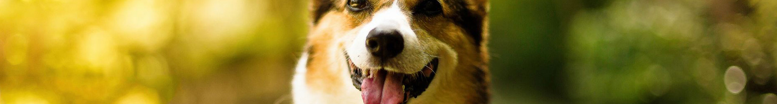 Aurevoirwang的个人主页（封面预览） - 主页封面设置 - 站酷设计师Aurevoirwang原创素材 - 站酷ZCOOL