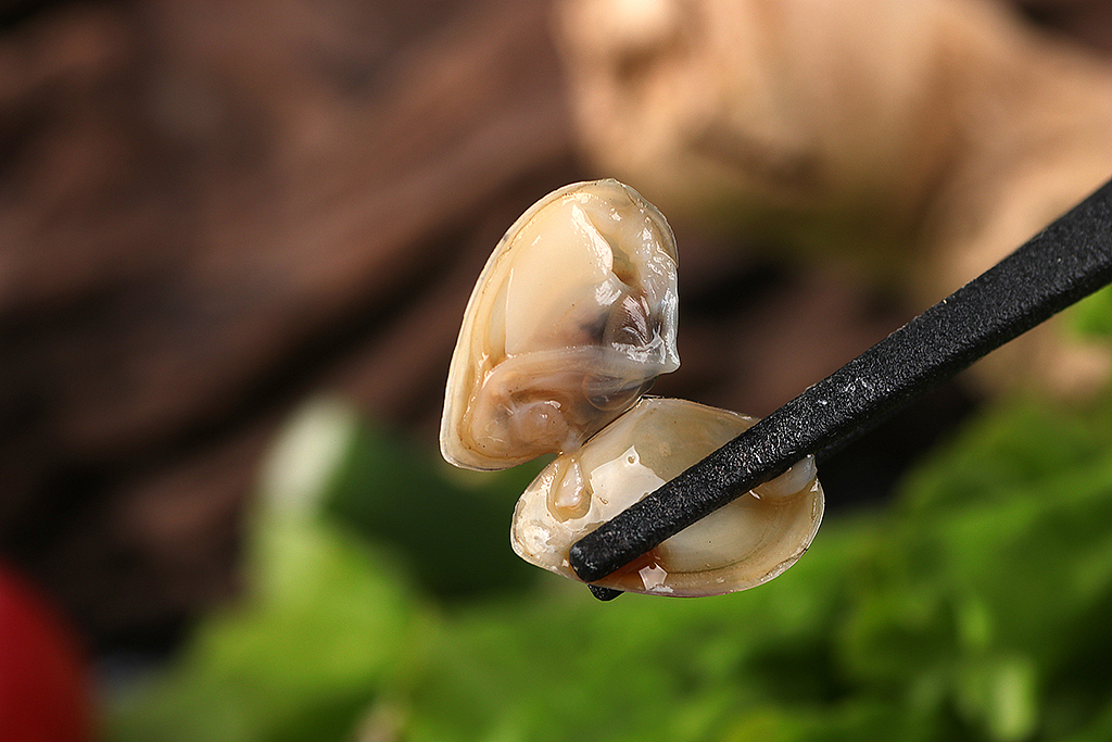 大海瓜子丨名副其实的小小贝类生物丨飞鸟电商