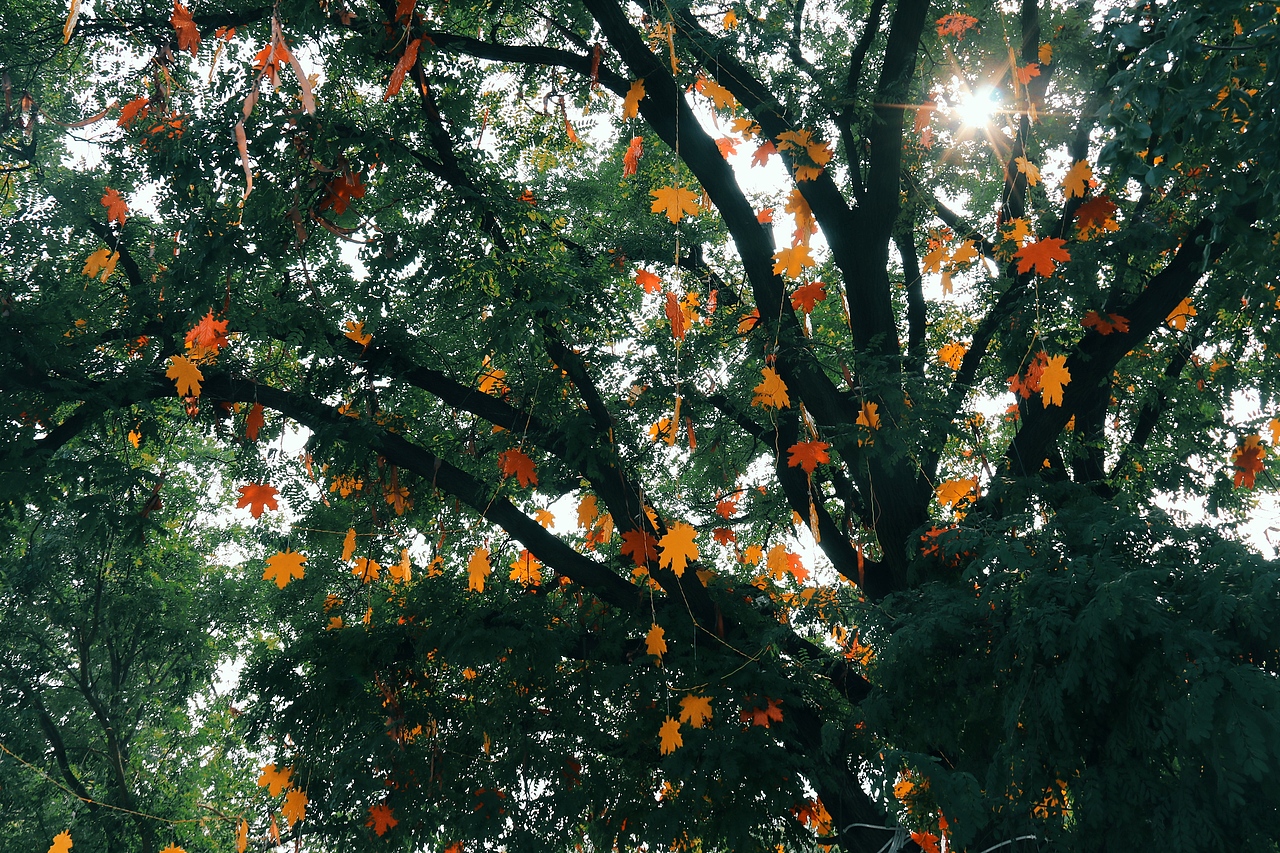 村庄记忆点“树下乘凉”