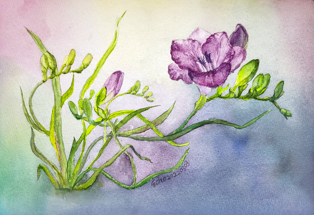 小苍兰（图ZMjkxMDI0MTQ0） - 绘画 - 站酷设计师Echo731393527原创素材 - 站酷ZCOOL