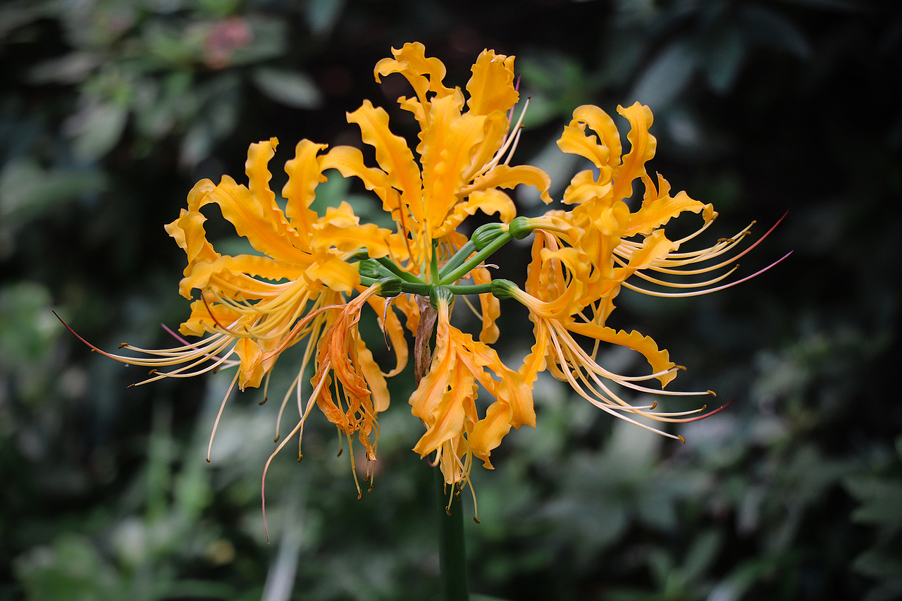 彼岸花·曼珠沙华（图ZMTg0MTY4NDQw） - 风光摄影 - 站酷设计师公子雪原创素材 - 站酷ZCOOL