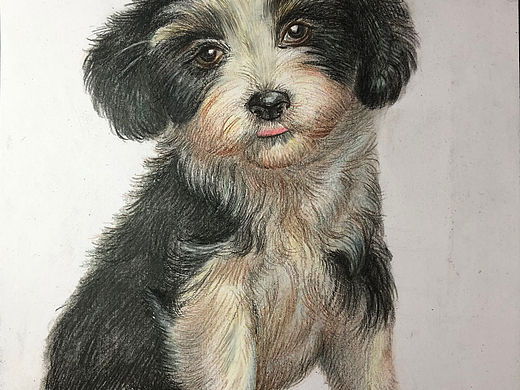《我的彩鉛畫小狗》（個人主頁-ZNjgxNTkyNDQ=） - 繪畫 - 站酷設(shè)計師painting創(chuàng)微原創(chuàng)素材 - 站酷ZCOOL