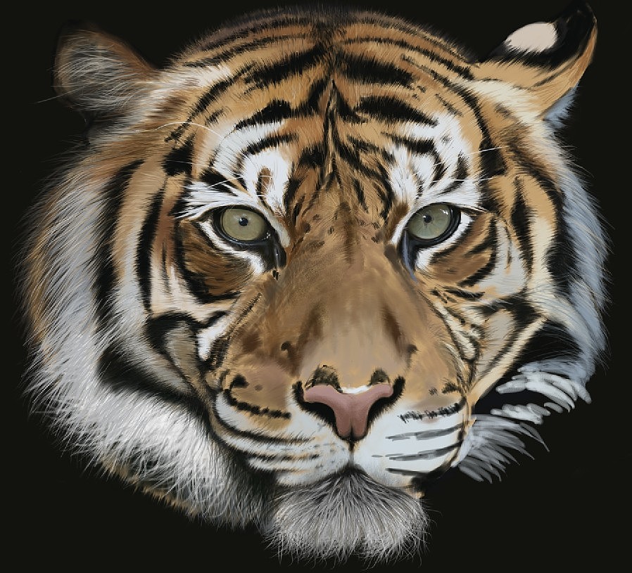 Tiger(图ZMTEyOTIxNDQ=) - 创作习作 - 站酷设计师SW伯爵原创素材 - 站酷ZCOOL