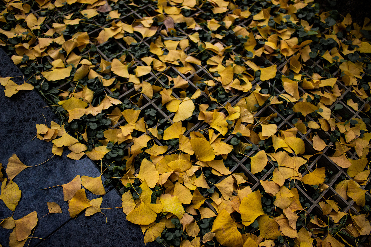 银杏叶·秋日记忆