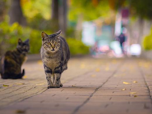 流浪猫（个人主页-ZNTAzNTgxMzI=） - 宠物摄影 - 站酷设计师Awake宁原创素材 - 站酷ZCOOL