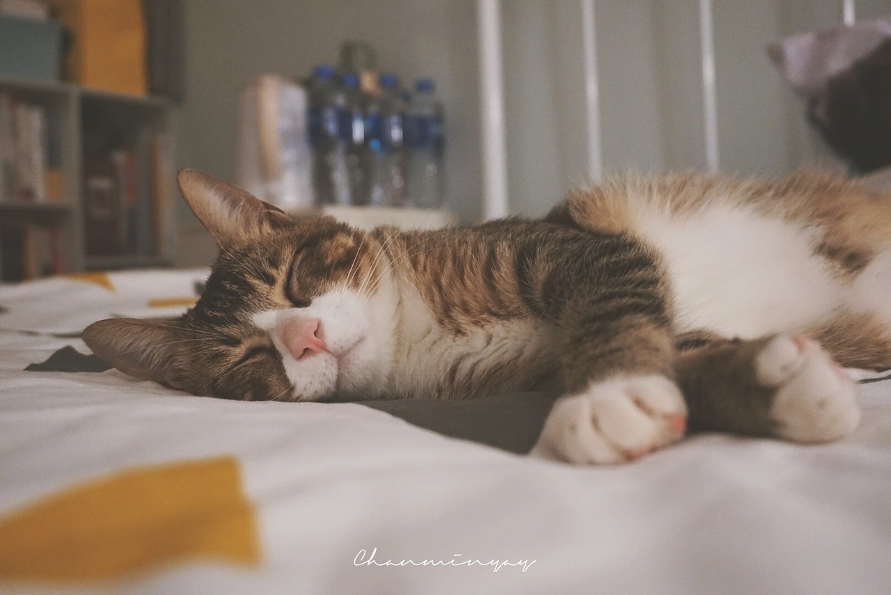 猫猫请看我·一
