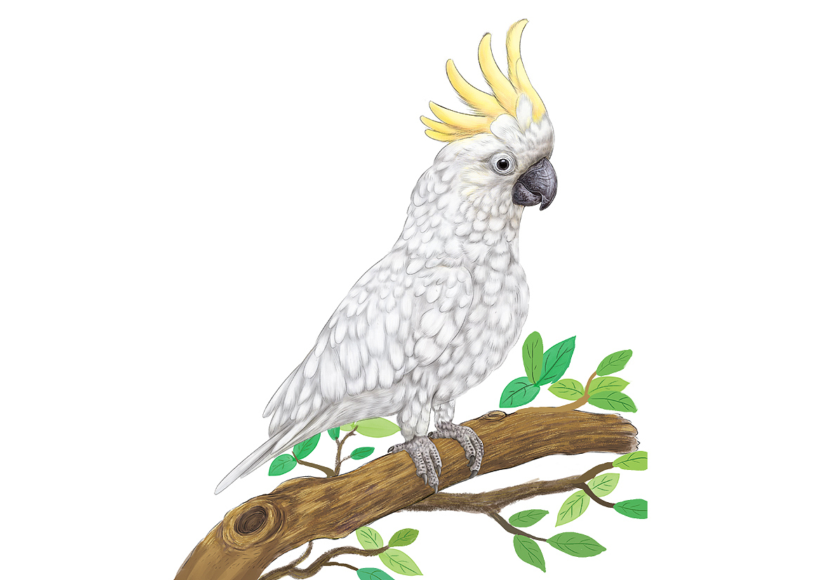 科普插画 长隆动物世界鸟类大合集（图ZMjg4Njc3ODQ0） - 绘本 - 站酷设计师白廷原创素材 - 站酷ZCOOL