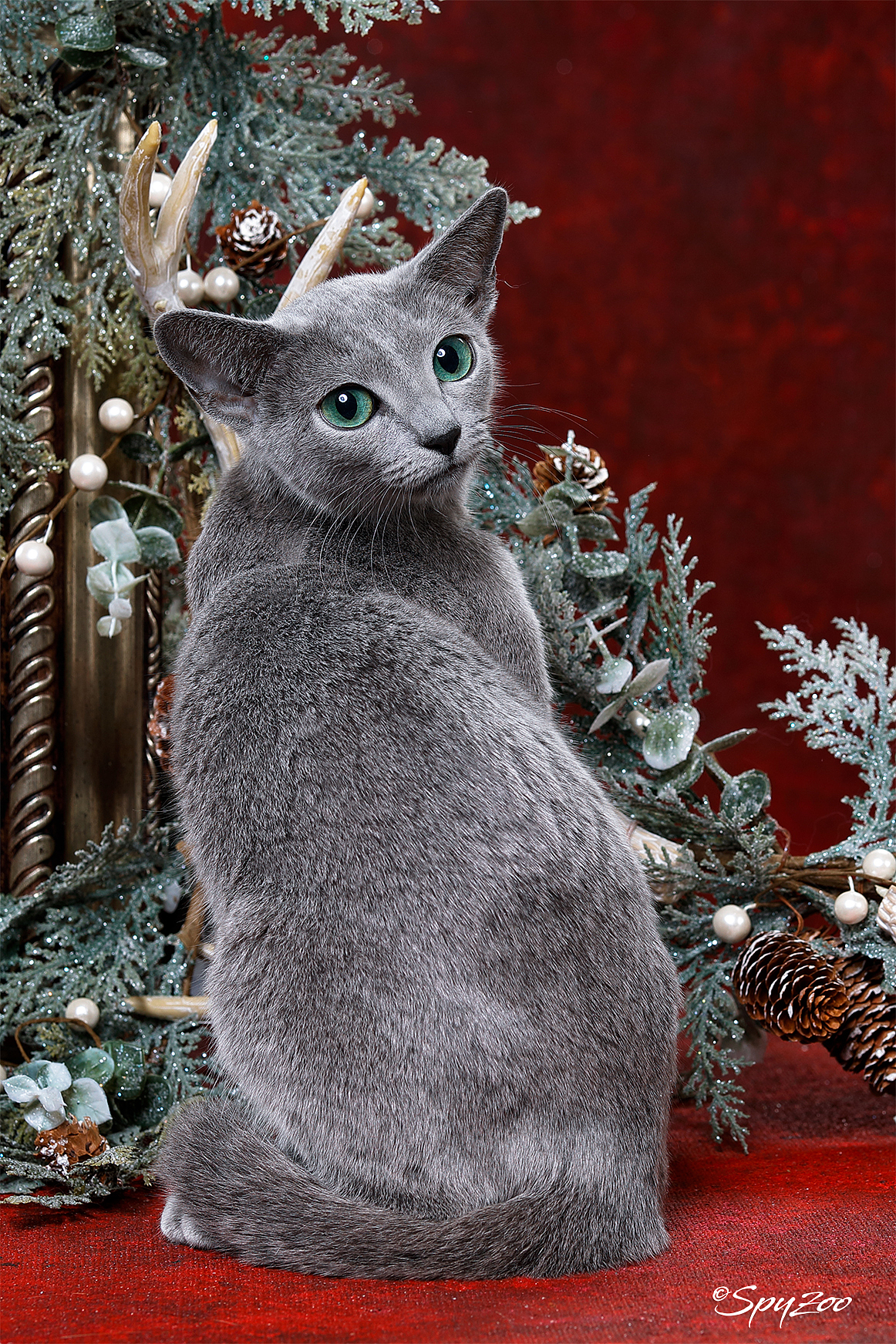 從聖誕拍到春節一個月中的貓賽拍攝（图ZMTkzODE5Mjk2） - 宠物摄影 - 站酷设计师spyzoo原创素材 - 站酷ZCOOL