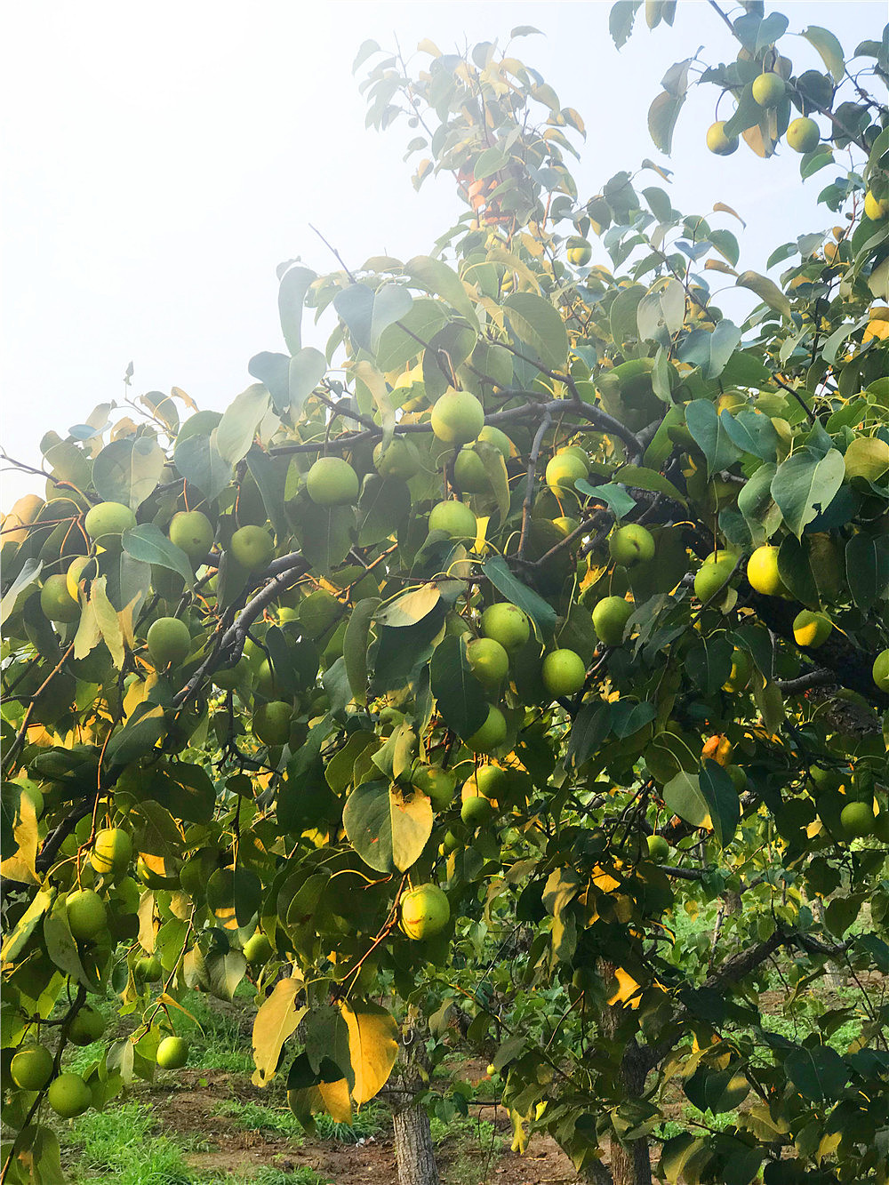 刘勇良摄影作品:夏日梨园