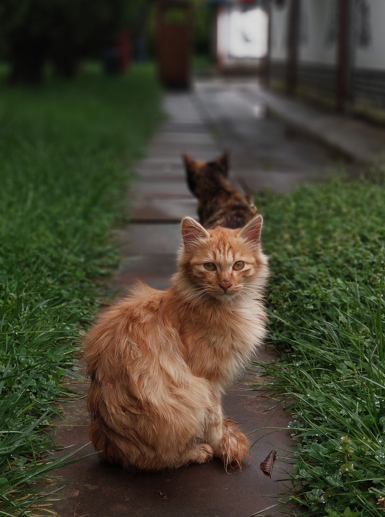 对视|摄影|宠物摄影|福如东海 - 原创作品 - 站酷 (zcool)