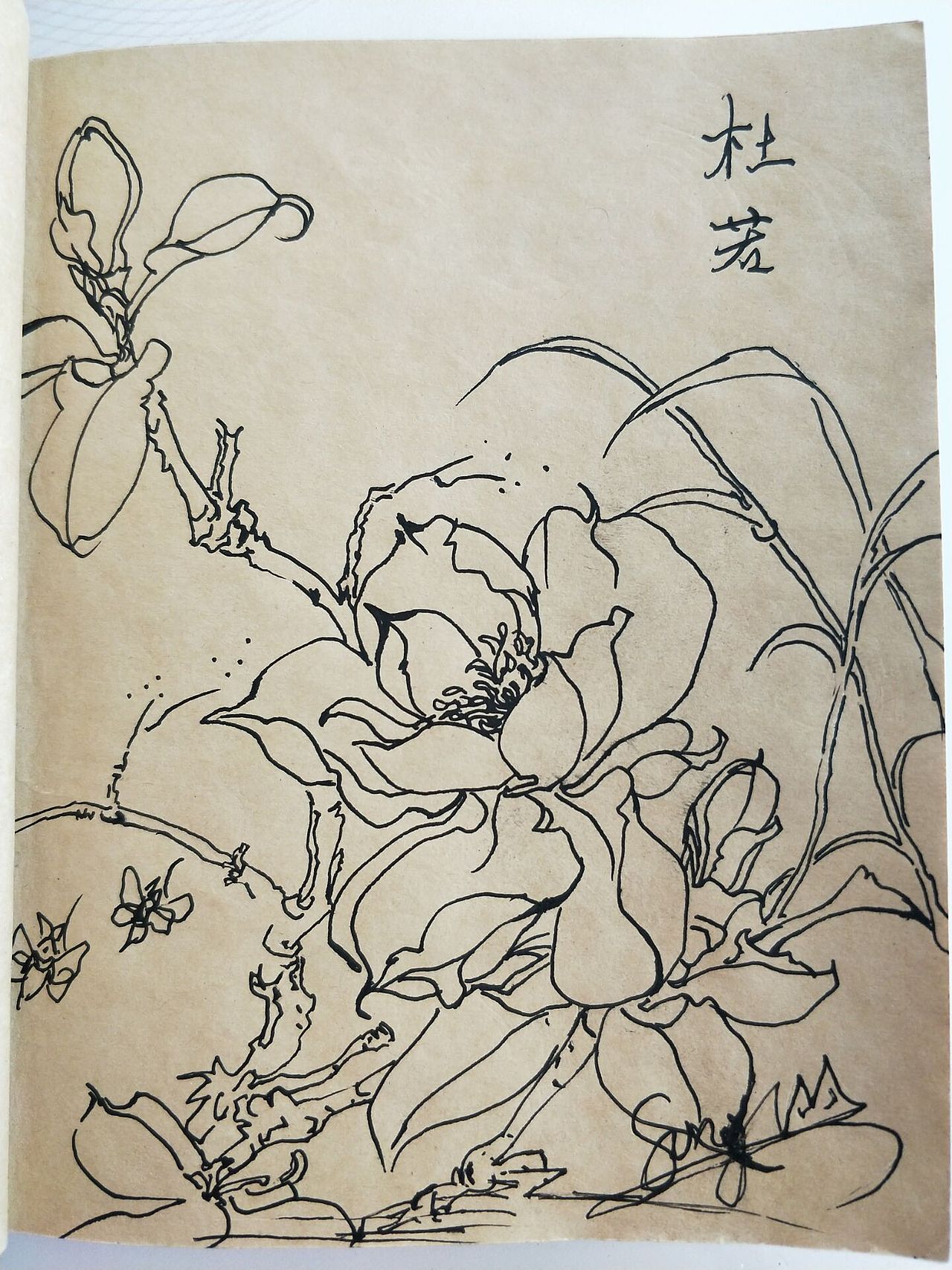线描手绘