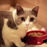 爱吃鱼的矮脚猫的头像