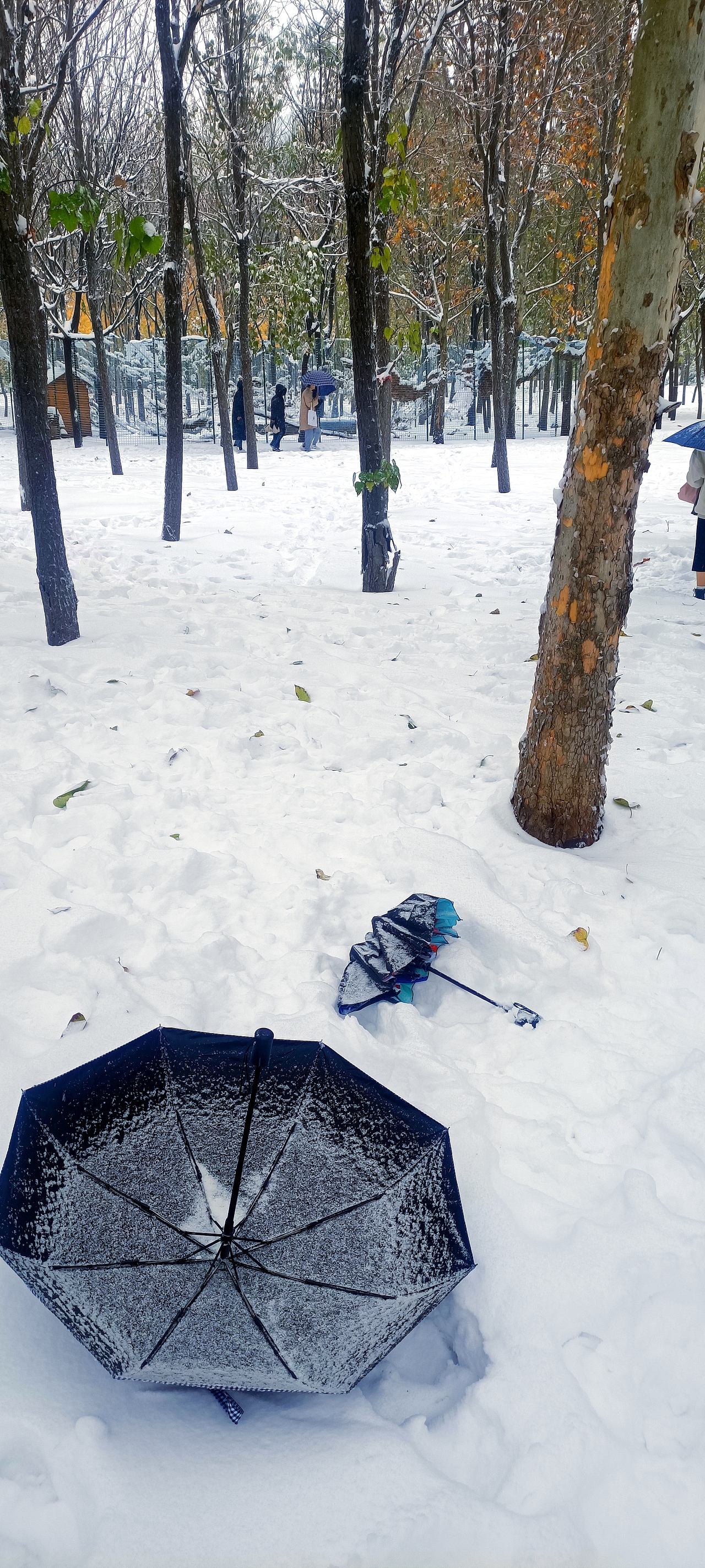 雪里的故事 秋天在大雪里走向尾声