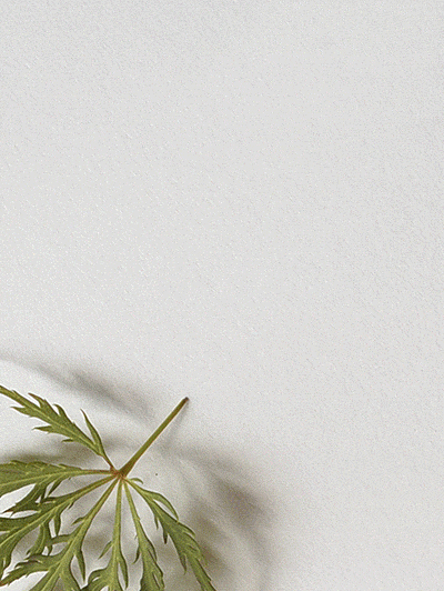 Dancing Leaves (GIF)（图ZNzU5NzE0NA==） - 产品摄影 - 站酷设计师一粒渣渣原创素材 - 站酷ZCOOL