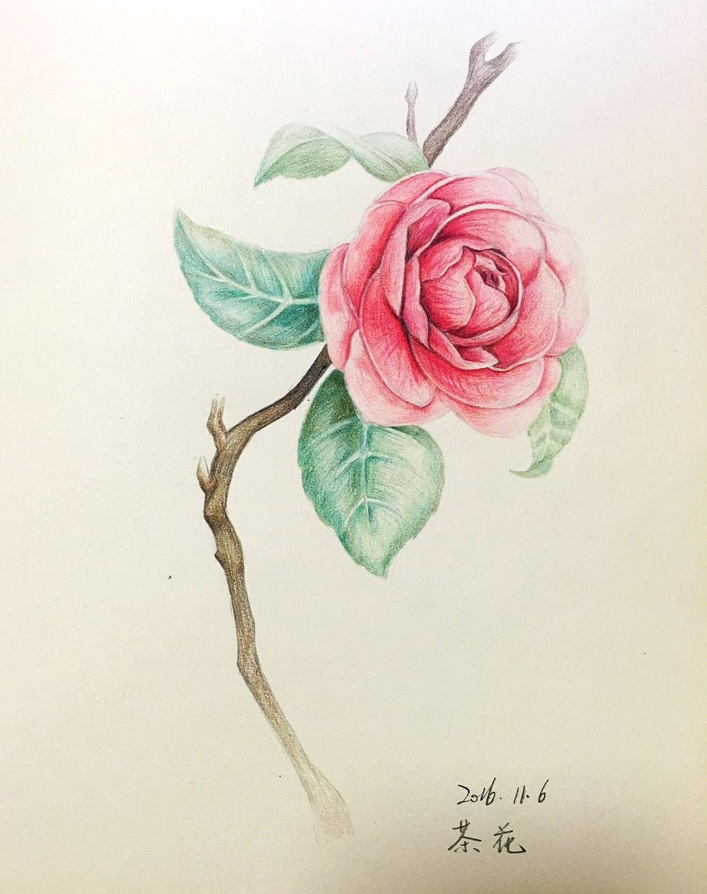 【彩铅2017】一些花卉的练习