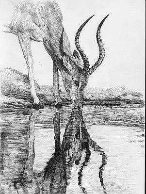 羚羊喝水-红酒标