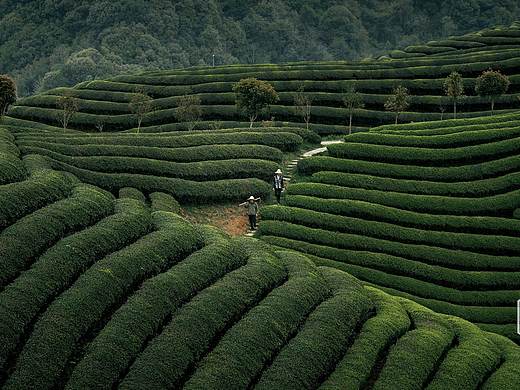 茶园