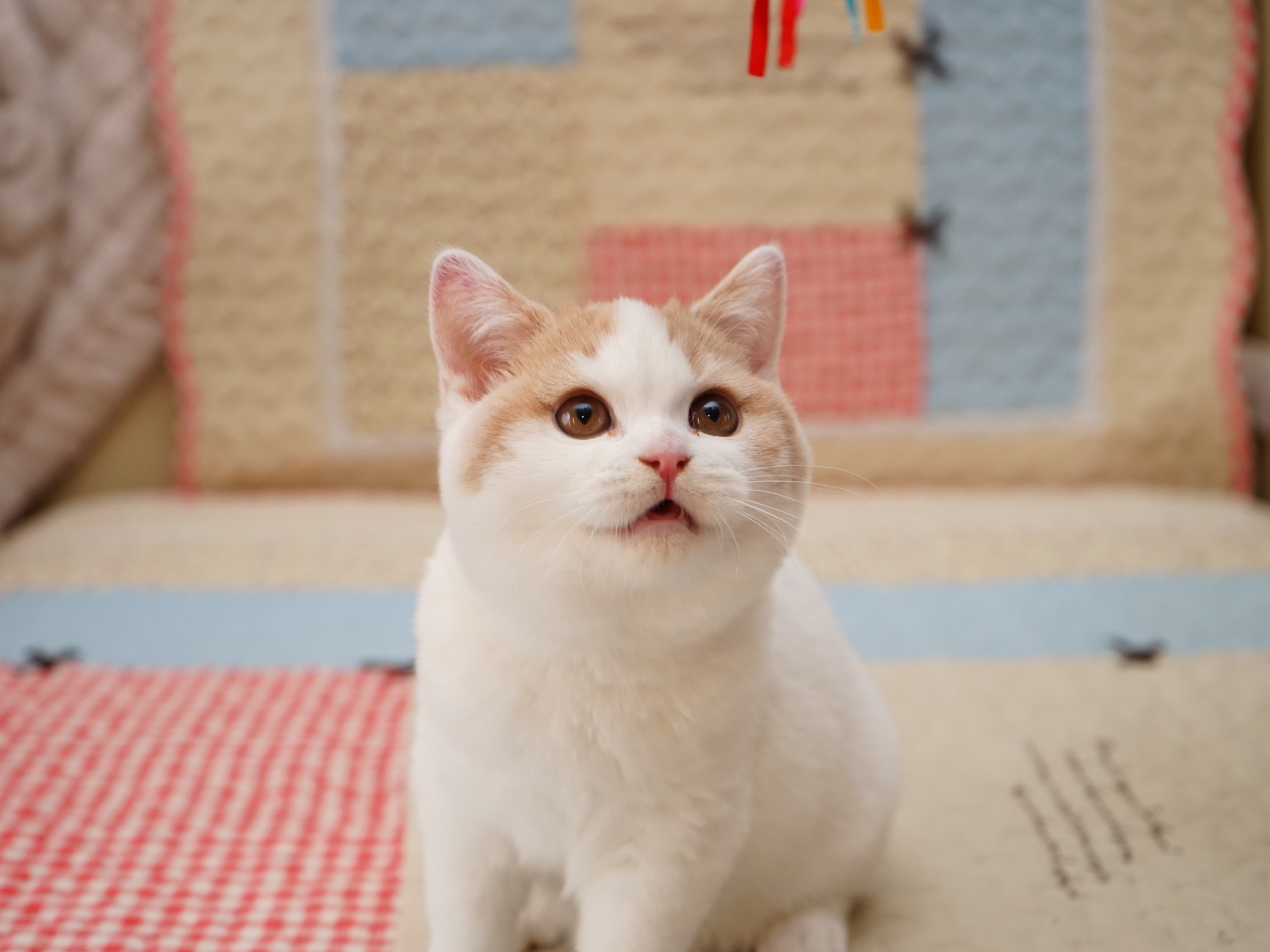 乳白色-英国短毛猫-高清照片