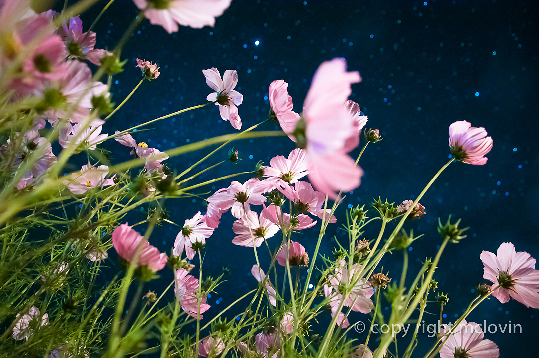 星空下的格桑梅朵cosmos bipinnatus in tibet（图ZOTczMzA4MA==） - 风光摄影 - 站酷设计师mclovin原创素材 - 站酷ZCOOL