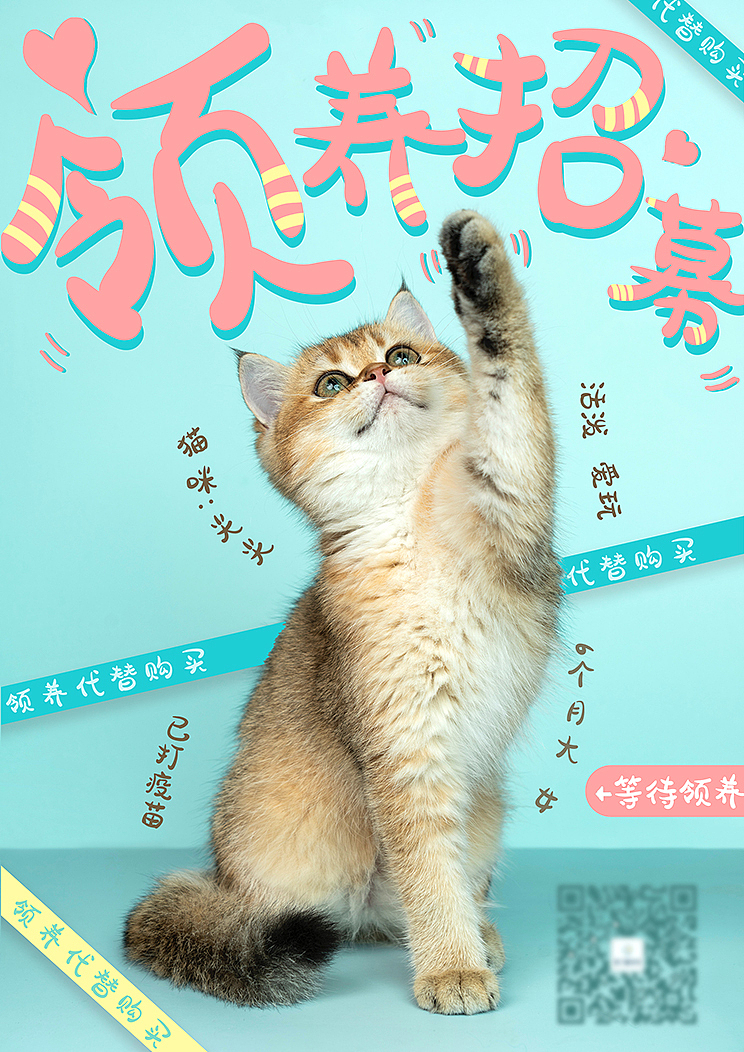 宠物领养海报 | 猫咪