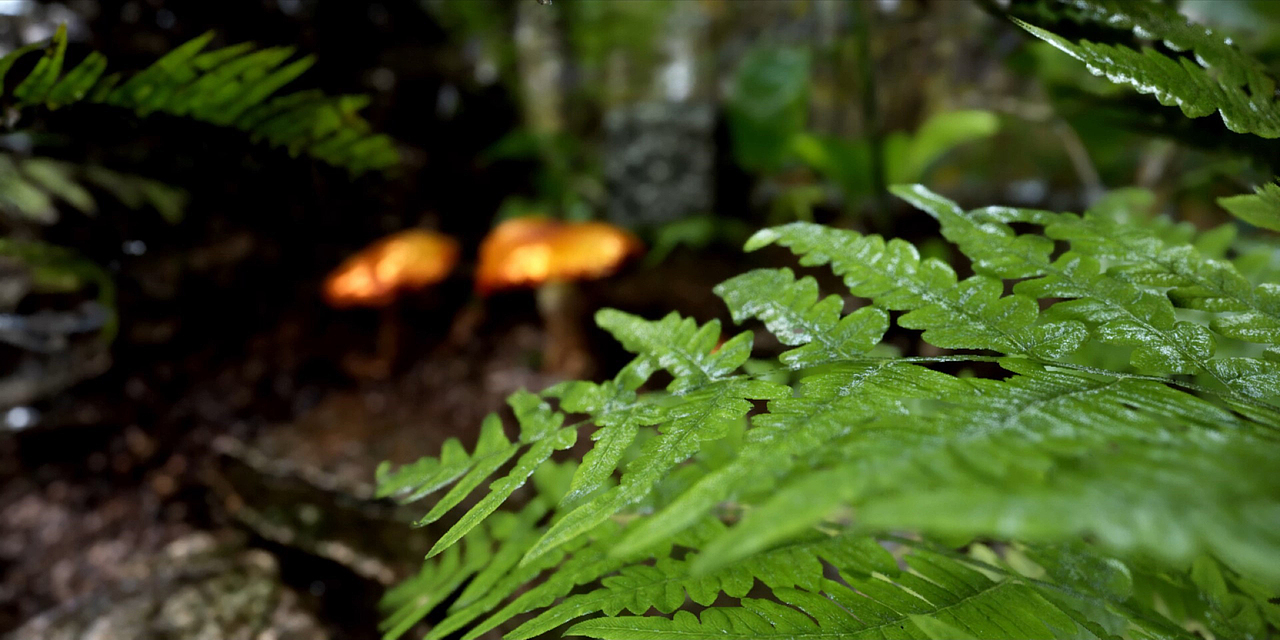 UE4｜雨林蘑菇（图ZMjQyNDU2MTYw） - 动画/影视 - 站酷设计师Richard_0原创素材 - 站酷ZCOOL