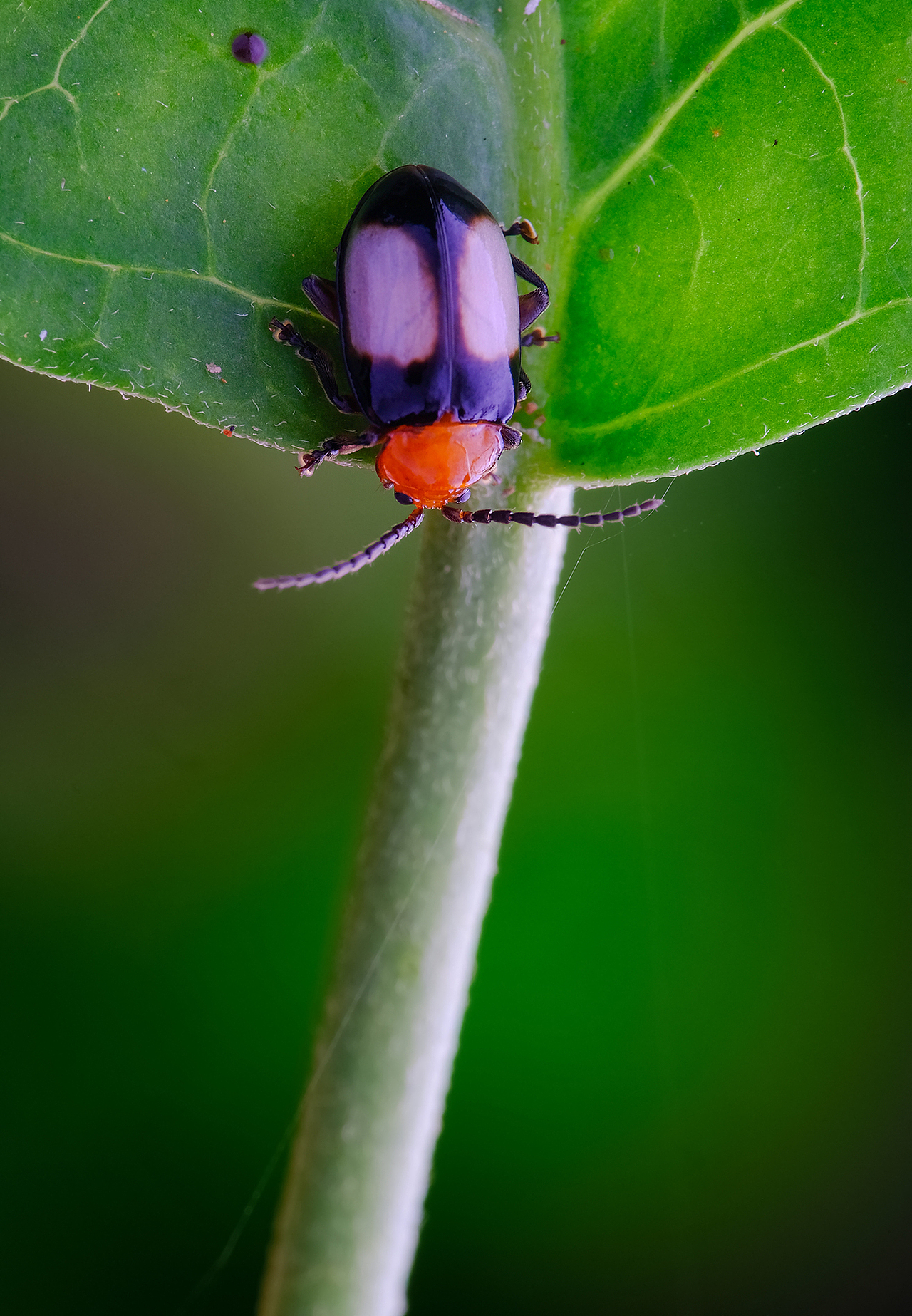 微距摄影一些小跳甲